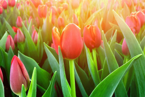 新星的惊艳亮相,2026世界杯谁将一鸣惊人